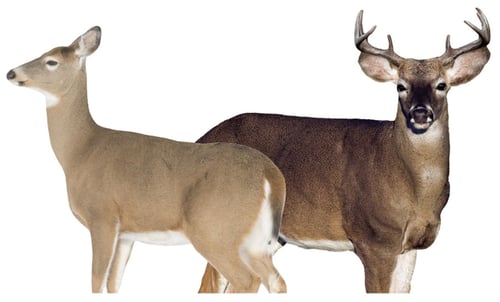 MONTANA DECOY DEER DREAM TEAM | 851234000300